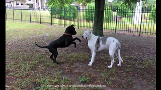 Adopted Great Dane encourages deaf senior dog to play