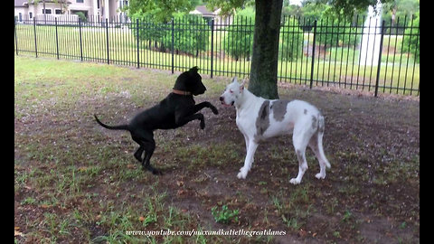 Adopted Great Dane encourages deaf senior dog to play