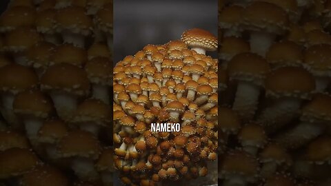 🍄 Chestnut mushroom #shorts