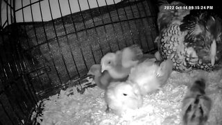 Watching abandoned chicks with new hen and her chicks