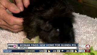 Woman Finds New Home for Guinea Pig