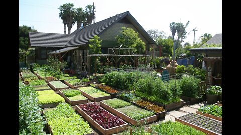 Beginners guide to a new Self-Sufficient Backyard