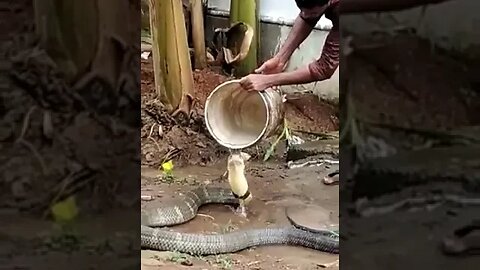 Guy gives a king cobra a cool shower