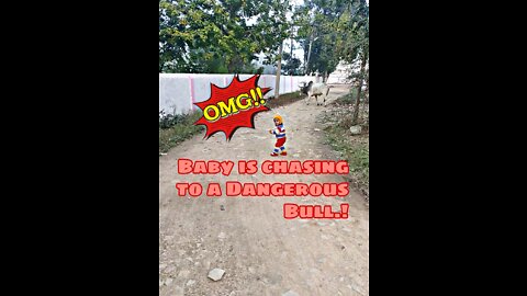 Toddler Chasing Dangerous Bull | Cute Baby and Wild Bull | Don't leave innocent kids alone | Fearless but Horrible | RishiWinner | 2022