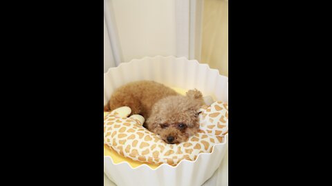 funny teacup dog So comfortable at home