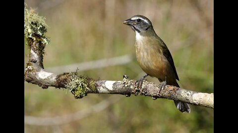 trinca ferro currucutil boca mole macheando com fêmea TRINCA LOUCO