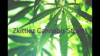 Zkittlez Cannabis Strains - Strain TV
