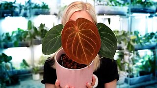 Houseplant Updates! Plus Bonus Feed Update!