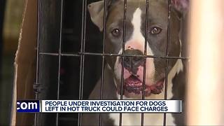 Other rescue groups responding after 17 dogs found abandoned in truck