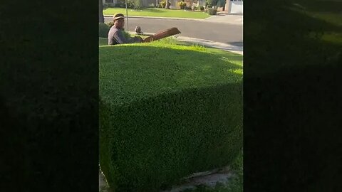 Viral Grass Cutting