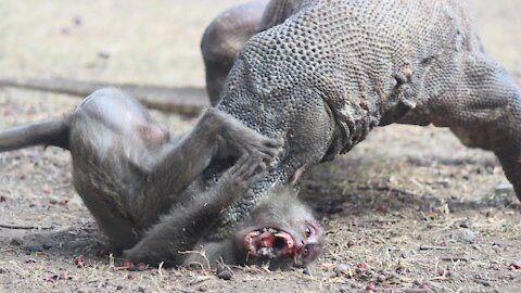 WATCH !!! Komodo dragons attack big monkeys and eat them immediately