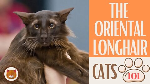 🐱 Cats 101 🐱 ORIENTAL LONGHAIR CAT - Top Cat Facts about the ORIENTAL LO