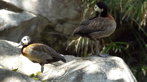 CatTV: Take Your Cat To LA Zoo, CA - White-Faced Whistling Duck