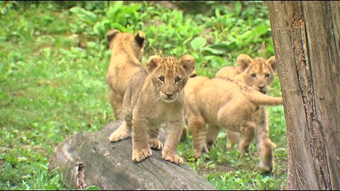 Four new lion cubs roar into their public debut at the Buffalo Zoo