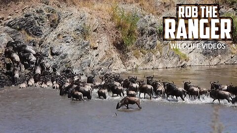 Gnus Crossing A River During The Great Migration | Maasai Mara Safari | Zebra Plains