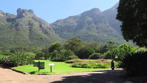 SOUTH AFRICA - Cape Town - Kirstenbosch National Botanical Garden (Video) (vqw)