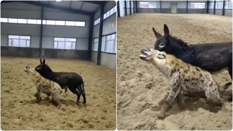 Shock, hyena befriends a donkey