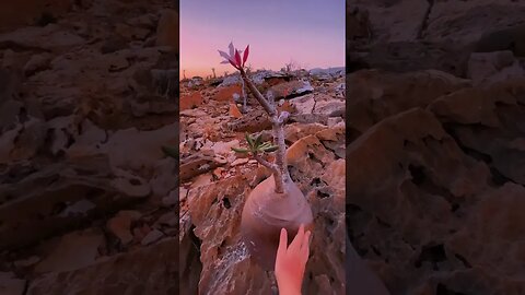 In 2008, UNESCO officially recognized the largest island of Socotra as a Wonder of the World...