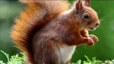 Elle attire un écureuil avec des graines de tournesol