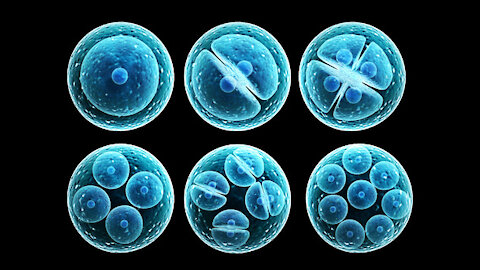 Cell Division in HD