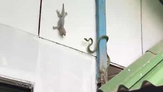 Intense battle between snake and lizard