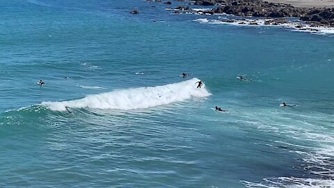 Orcas Surfing With Surfers