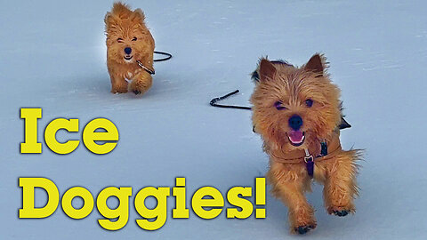 Adorable Doggies on an ice hockey rink!