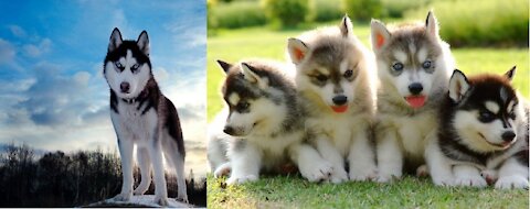 HUSKY SIBERIANO puppies, howling with their mamae
