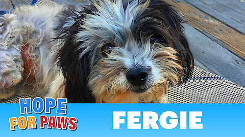 Surrounded by predators, Fergie survived alone in the mountains!