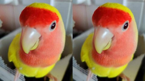 Naughty parrot completely destroys owner's coffee pods