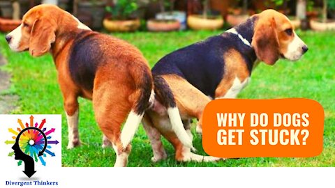 Why Dogs Get Stuck After Mating - Breeding Process Explained