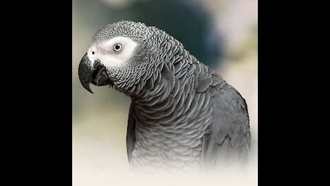Congo african grey parrot