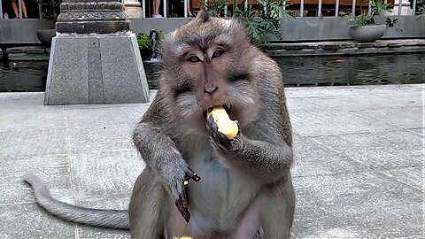Bold Monkey Feasts On His Stolen Bananas