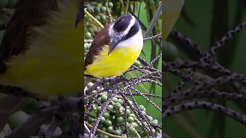 The Great Kiskadee, pitangus sulphuratus, in Brazil