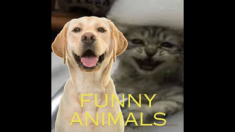 Funny Animals Part 2