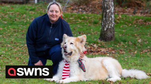 Britain's porkiest pooch named 'slimmer of the year' after shedding almost half his body weight