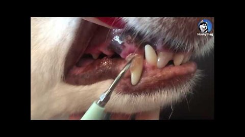 Dog Teeth Plaque Removal