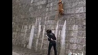 Cachorro sobe o muro!!!