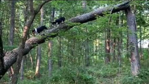 Cães divertem-se subindo em árvores na floresta