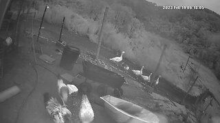 Farm Cam. Birds waking up for the day