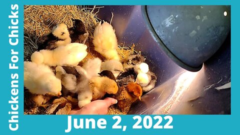 Chick Flick June 1, 2022 - Silkie, Cochin, & Polish Chicks Growing