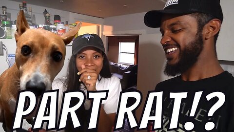TESTING OUR DOGS DNA 😱
