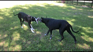 Funny Great Danes Love To Play Upside Down Tug Of War Games