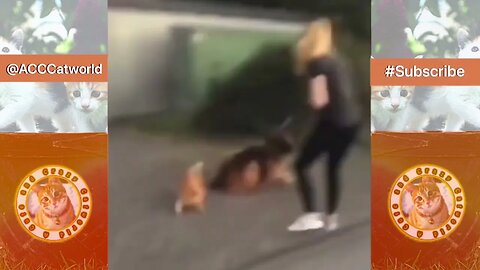 Try Not to LAUGH! 😹 Owner Tries to Hold Back CRAZY Dog Attack, AND THIS HAPPENS… (#253) #Clips