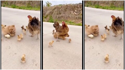 Cute and adorable dog vs chicken