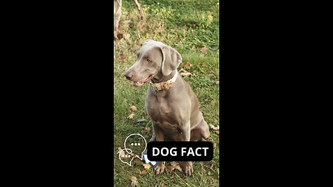 The Amazing World of Dogs: An Unmissable Video!-Dog facts