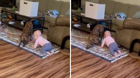 Gentle Pup Plays Keep-away From Baby Best Friend