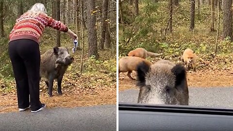 Traveling girl have a hilarious encounter with wild boar & foxes in a forest