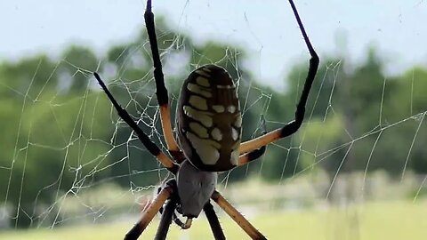 My Porch Spider Wrapping His Meal