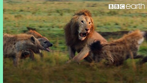 Lion Trapped by Clan of Hyenas | Dynasties